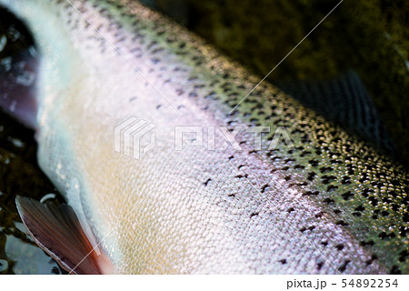 うろこ 鱗 ウロコ 鱒の写真素材