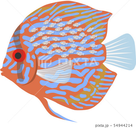 ディスカスのイラスト素材