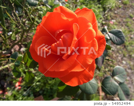 Tchin Tchin 植物 チンチンの写真素材