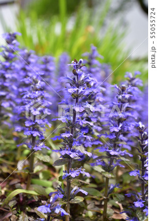花 十二単 野草 春の花の写真素材
