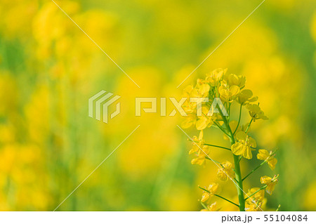 油菜の写真素材