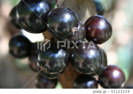 ジャボチカバ 果物 フトモモ科 木の写真素材