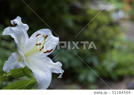 すべての美しい花の画像 最新カサブランカ 花粉