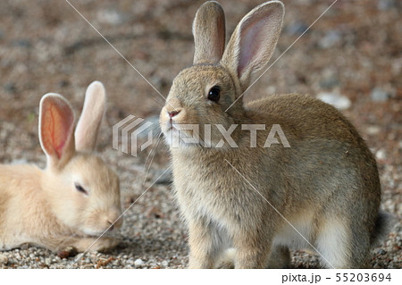 子ウサギ 子うさぎ 癒し うさぎ島の写真素材