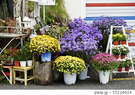 花屋 店先 花 紫色の写真素材