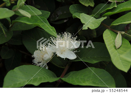 グァバの花の写真素材