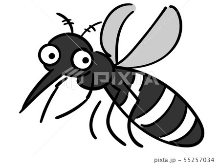 ヤブ蚊の写真素材