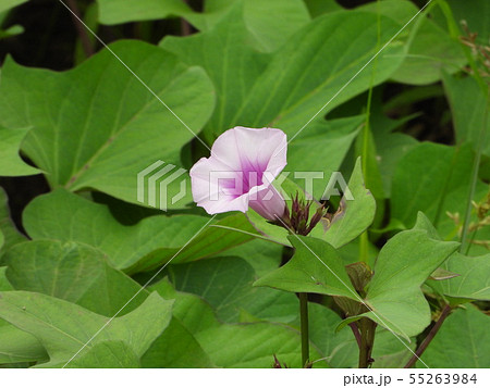 さつまいもの花の写真素材