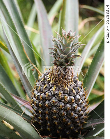 無農薬パイナップル 夏の写真素材
