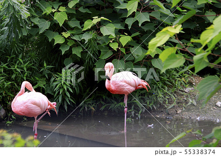 フラミンゴ 全身 ピンク 鳥の写真素材