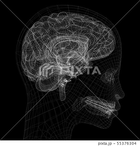 脳 解剖図 人体図 図解のイラスト素材