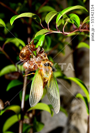 羽化 クマゼミ 脱皮の写真素材