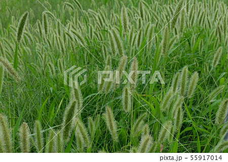 雑草 猫じゃらし 植物 緑色 葉 毛の写真素材