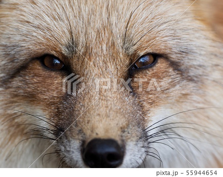 キタキツネ 顔 動物 狐の写真素材