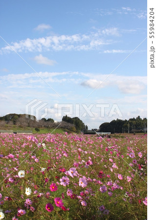 コスモス コスモス畑 希望ヶ丘公園 小美玉市の写真素材