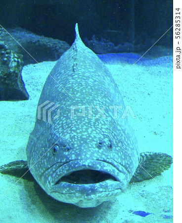 魚 正面 海水魚 水族館の写真素材
