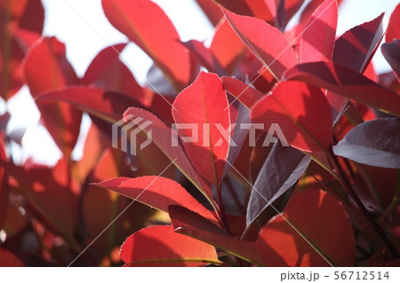 あかめ 植物の写真素材