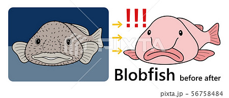 人面魚のイラスト素材