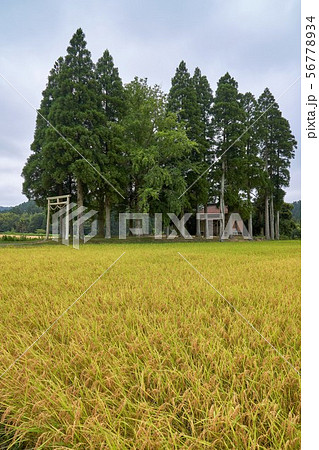 田んぼの祠の写真素材