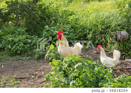 雄鶏と雌鳥の写真素材