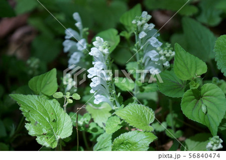 タツナミソウ 花 植物 白色の写真素材