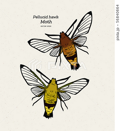 オオスカシバのイラスト素材 オオスカシバのイラスト素材