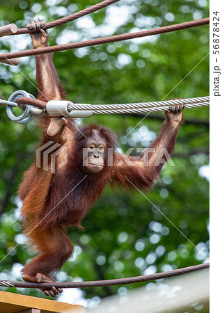 オランウータンの赤ちゃんの写真素材