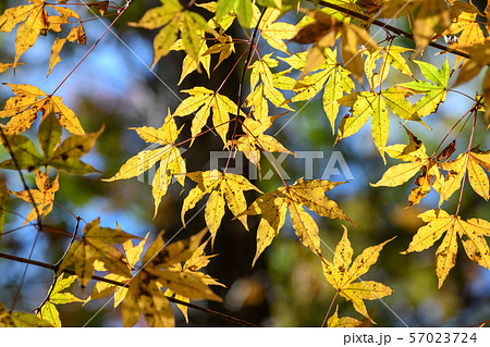 カエデ イタヤカエデ 葉 紅葉の写真素材