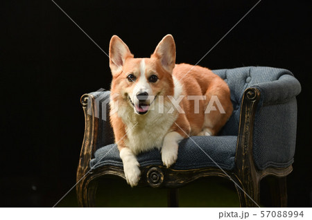 犬 小型犬 動物 コーギーの写真素材