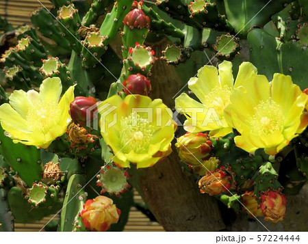 ウチワサボテンの花の写真素材