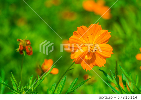 花 コスモス オレンジ色 雨上がりの写真素材