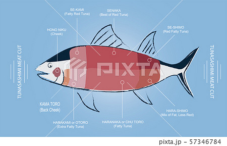 人体 解剖学 サカナ 魚のイラスト素材