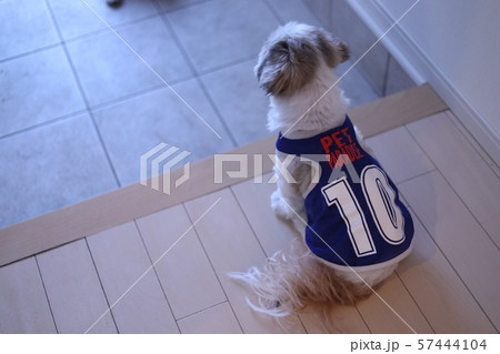 シーズー 玄関 犬の写真素材