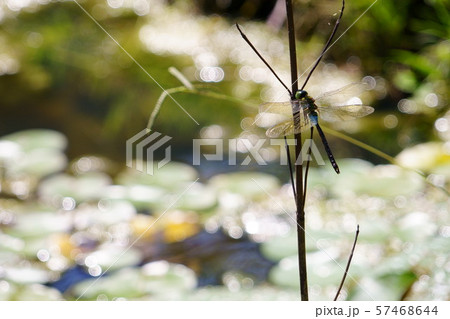 昆虫 トンボ オニヤンマ 夏のイメージの写真素材