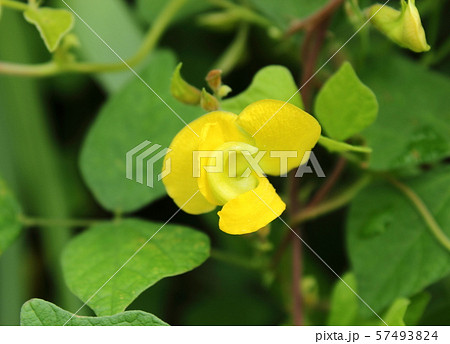 アズキの花の写真素材