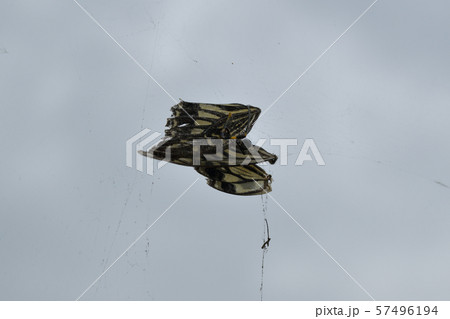 蝶 ちょうちょ 餌 えさの写真素材