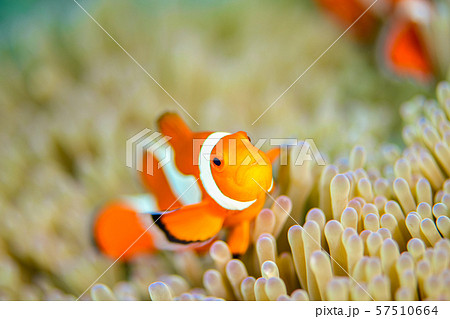 小丑anemonefish