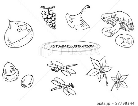 アキアカネのイラスト素材