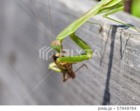 カマキリ 食べる バッタ 捕食の写真素材