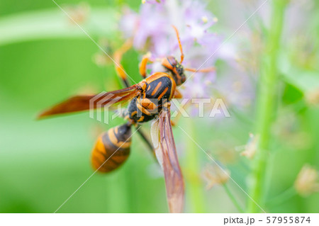 足長蜂の写真素材