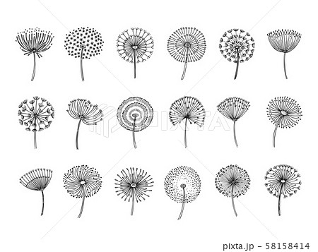 タンポポ 花 モノクロ 白黒の写真素材