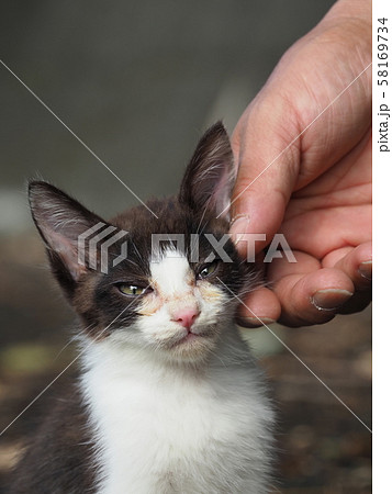 なつく 猫 仔猫の写真素材