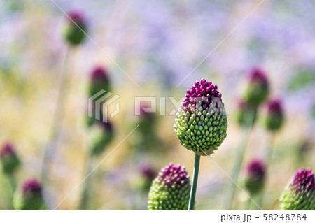 丸形の花 緑の茎 紫の花 紫の写真素材