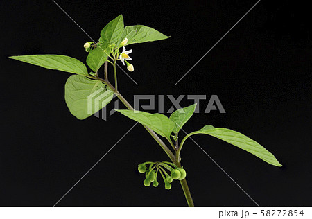 ナス科の雑草の写真素材