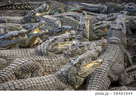 キューバワニ 歯の写真素材