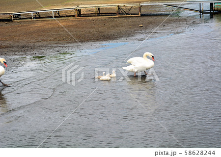 白鳥 ヒナ 雛 山中湖の写真素材