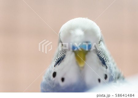 セキセイインコ 青 青い 青色の写真素材