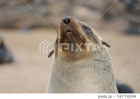 ケープオットセイの写真素材