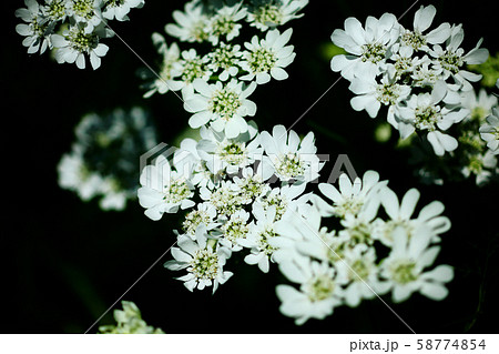 コリアンダー 花 白い花 ハーブの写真素材