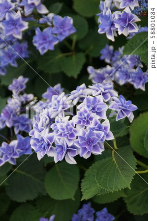 紫陽花 こんぺいとう 植物 花の写真素材